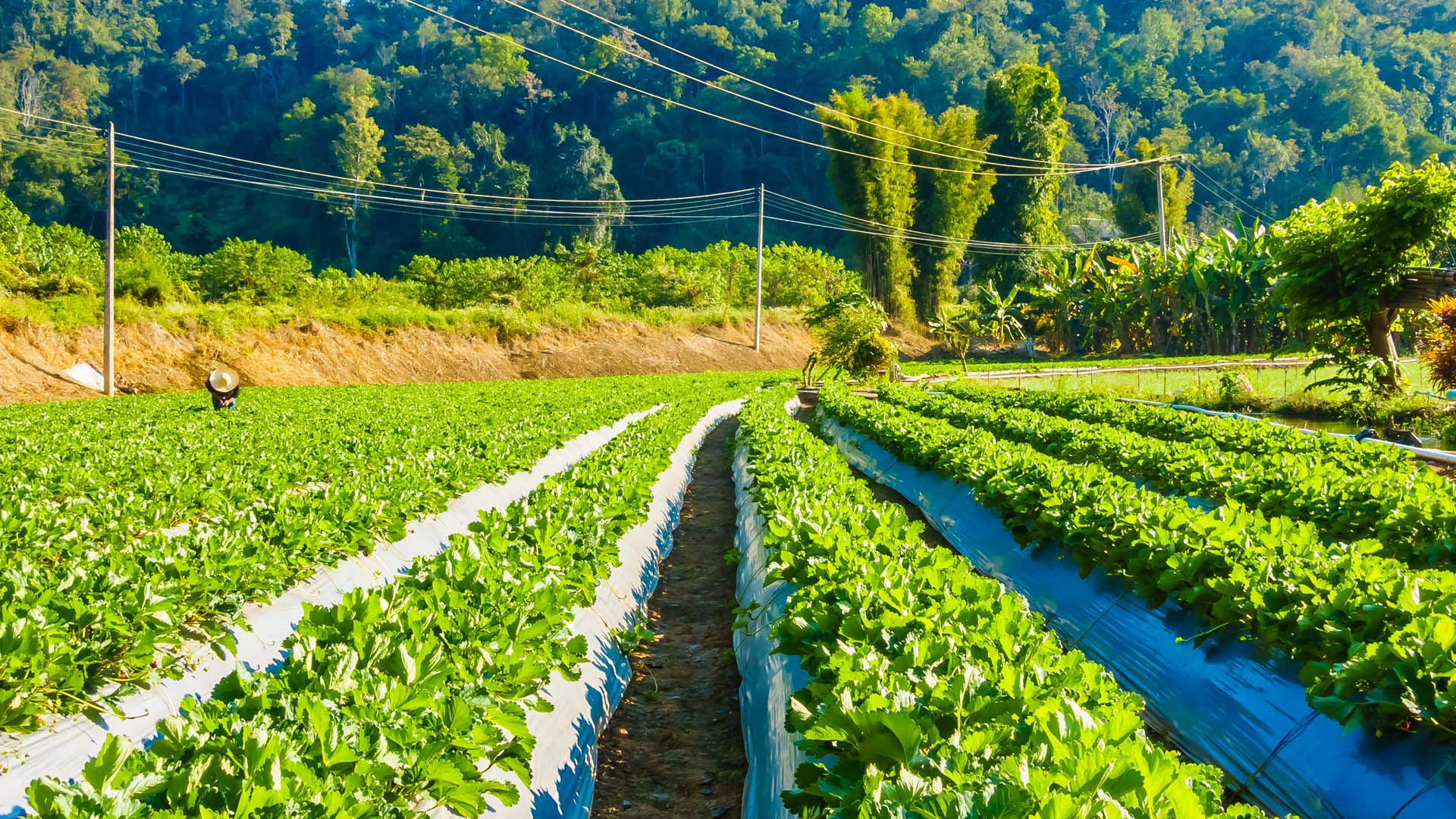 産業用ビーコンは、AgroVista Farmsの貴重な資産の保護に役立ちます