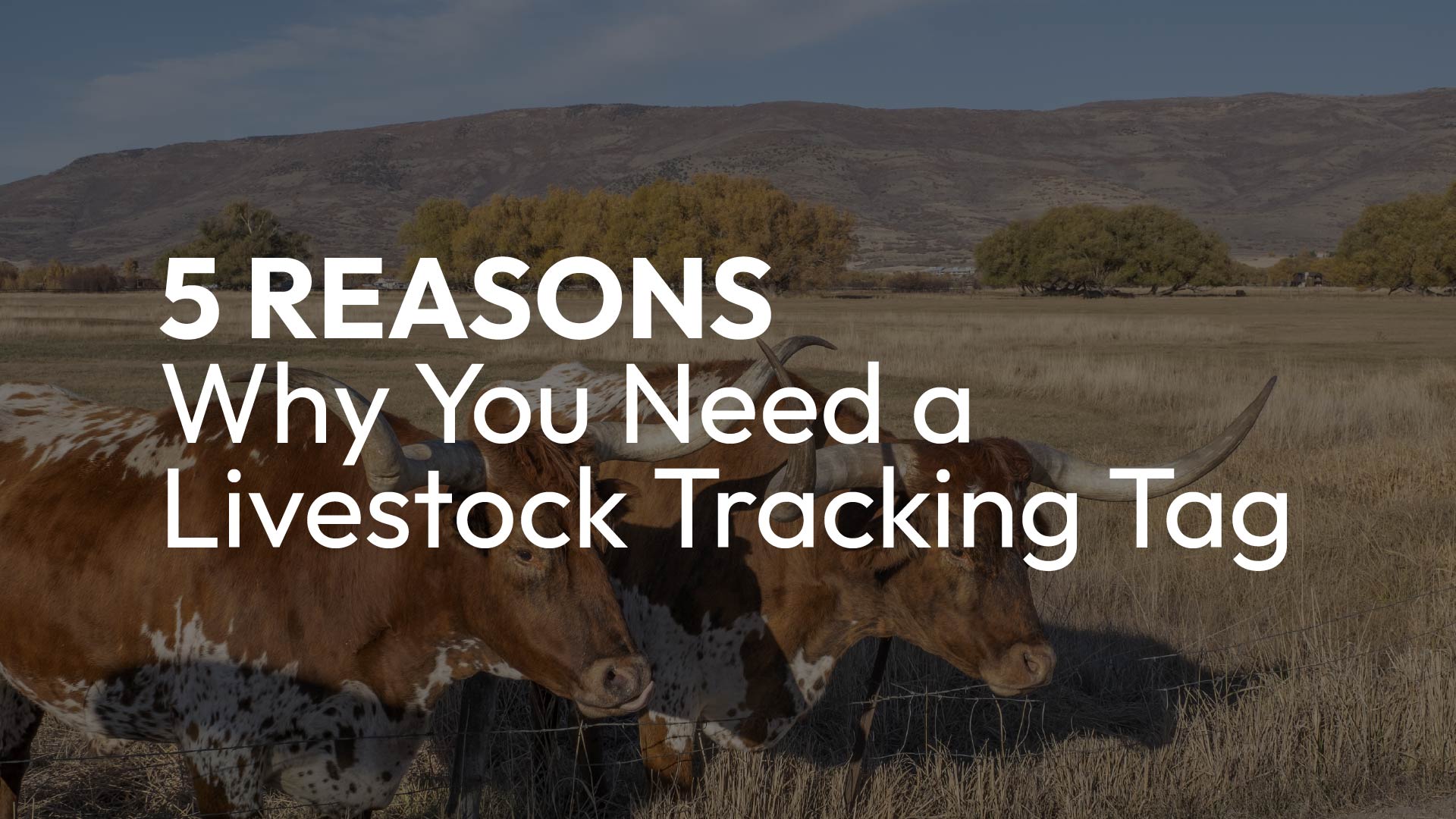 5 Reasons Why You Need A Livestock Tracking Tag Homepage Lansitec