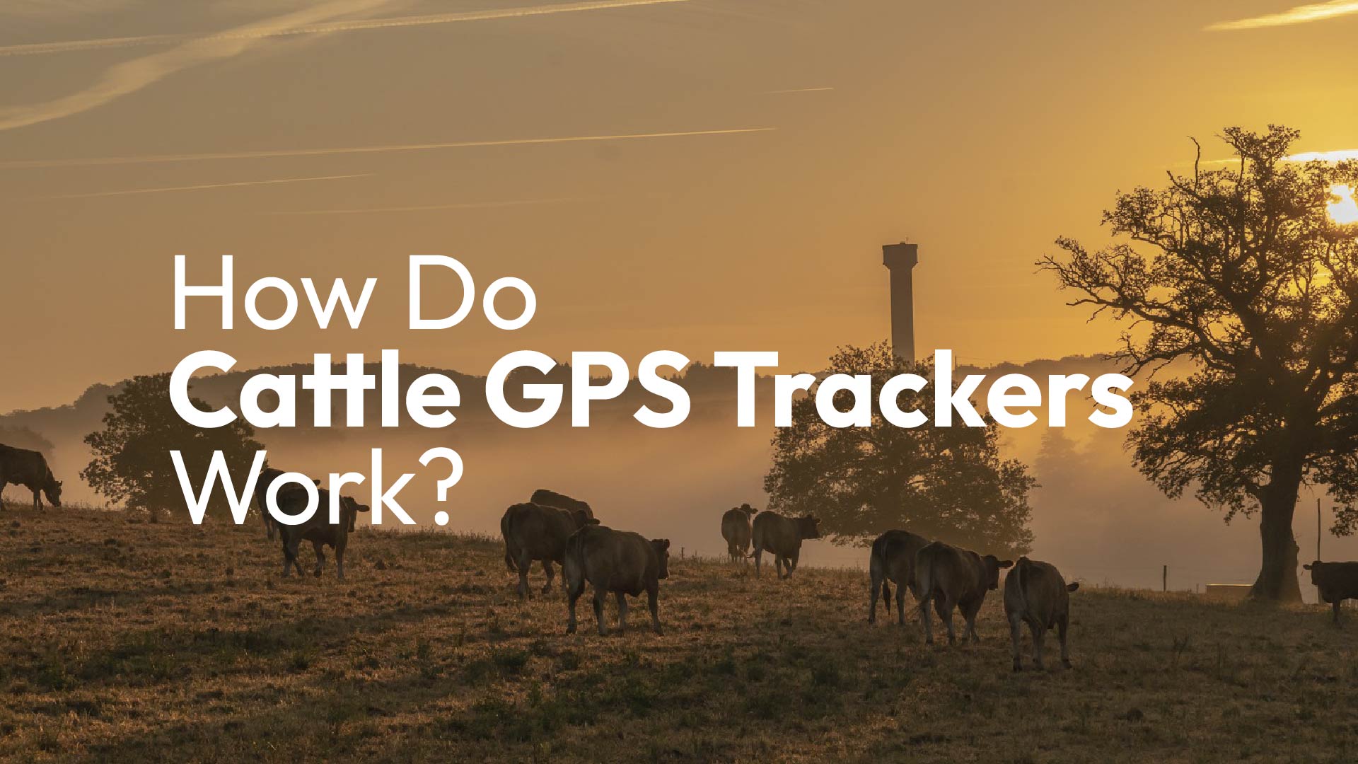 How Do Cattle Gps Trackers Work